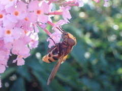 Volucella zonaria