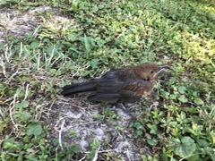Turdus merula