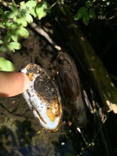Margaritifera falcata