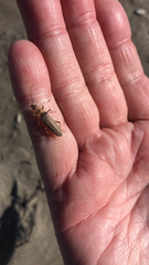 Copidita quadrimaculata