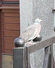 Columba palumbus