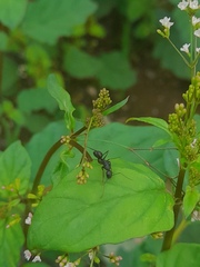 Camponotus compressus