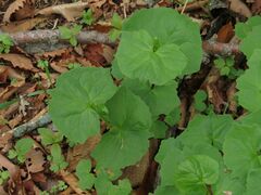 Parasenecio auriculatus