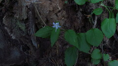 Campanula scouleri