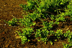 Stegnosperma cubense