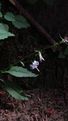 Campanula scouleri