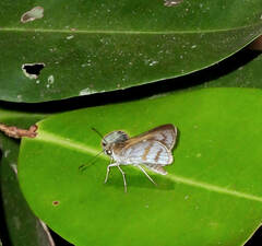 Paracarystus menestries