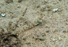 Vanderhorstia ornatissima