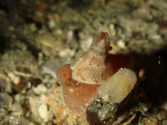 Calliostoma granulatum