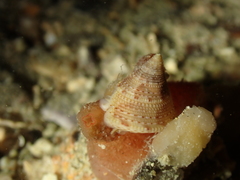 Calliostoma granulatum