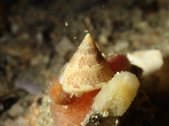 Calliostoma granulatum
