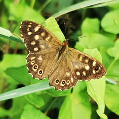 Pararge aegeria tircis