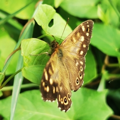 Pararge aegeria tircis