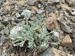 Chaenactis thompsonii