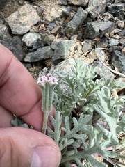 Chaenactis thompsonii