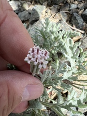 Chaenactis thompsonii