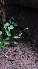 Campanula scouleri