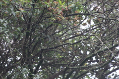 Phyllastrephus flavostriatus