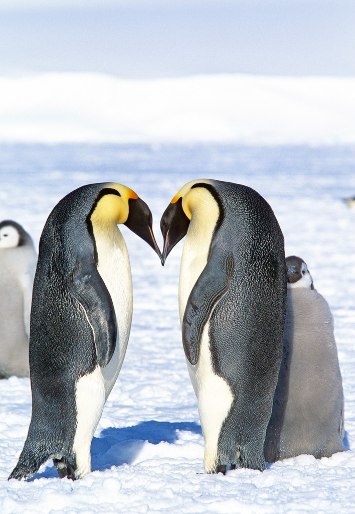 Penguins