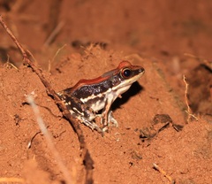 Hydrophylax bahuvistara