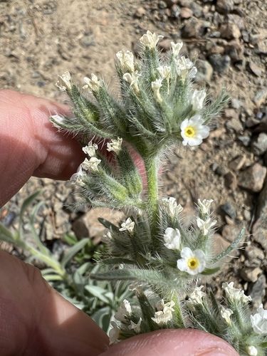 Image of Oreocarya thompsonii by no rights reserved