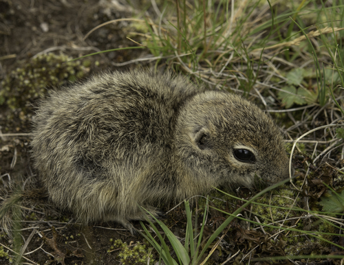 Caucasian Mountain Ground Squirrel