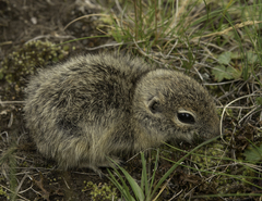 Caucasian Mountain Ground Squirrel photo 2