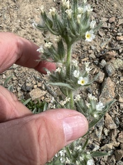 Oreocarya thompsonii