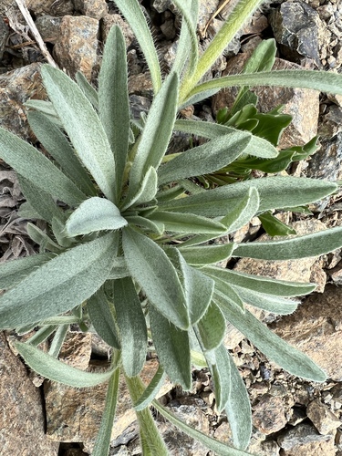 Image of Oreocarya thompsonii by no rights reserved