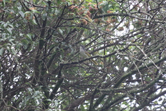 Phyllastrephus flavostriatus