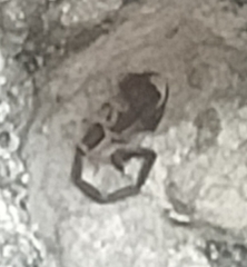 Centruroides edwardsii