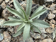 Oreocarya thompsonii