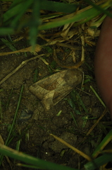 Hydraecia micacea