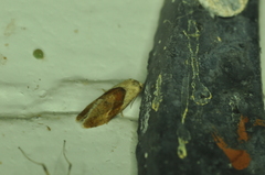 Phalonidia straminoides