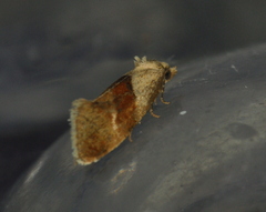 Phalonidia straminoides