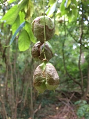 Koelreuteria