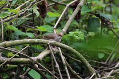 Cisticola chubbi