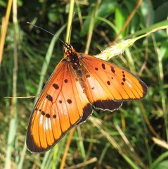 Acraea oncaea