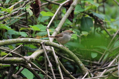Cisticola chubbi