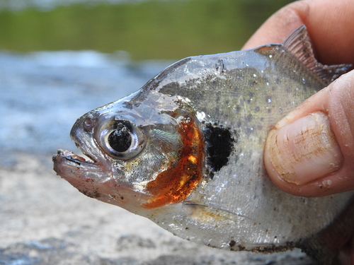 Eigenmann's piranha (Serrasalmus eigenmanni) — Serrasalmidae — 5
