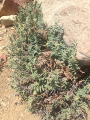 Pellaea bridgesii