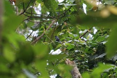 Melaenornis ardesiacus