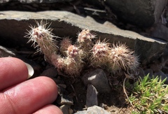 Opuntia polyacantha