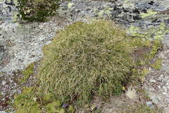 Carex curvula