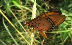 Acraea oncaea