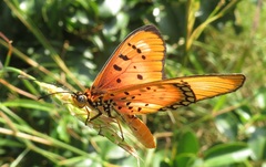 Acraea oncaea