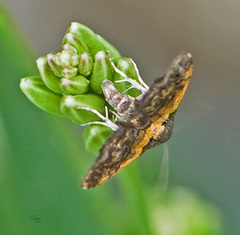 Tripudia flavofasciata