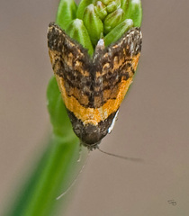 Tripudia flavofasciata