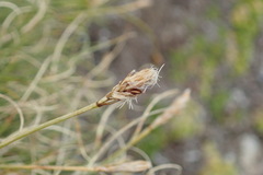Carex curvula