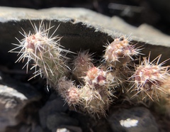 Opuntia polyacantha